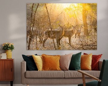 Guardians of the golden light: An encounter in the savannah by Timo Musiol