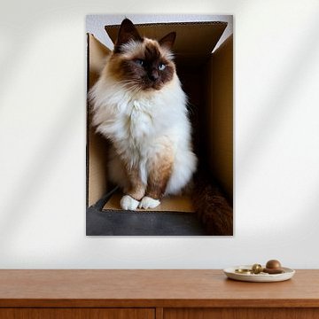 Chocolate point Sacred Birman in box