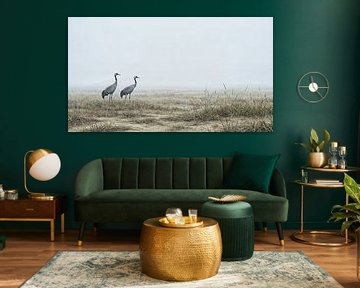 Grues dans le brouillard