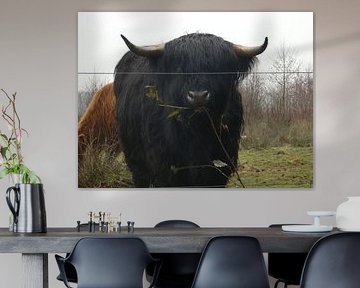 Scottish highlander by Fotonatuurlijk