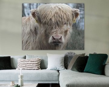 Scottish highlander calf by Fotonatuurlijk