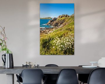 Rocky coast with daisies at Pointe de Bihit, Trébeurden, Brittany
