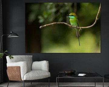 Smaragdwächter: Kleiner grüner Bienenfresser in Wilpattu von Lex van Doorn