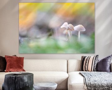 bunter Pilz in Herbstkugeln