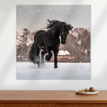 Cheval frison joyeux dans la neige