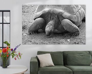 Oeroude rust  portret van een reuzenschildpad