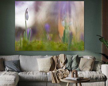 Schneeglöckchen im Morgenlicht