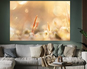 Haarmoos im Morgenlicht