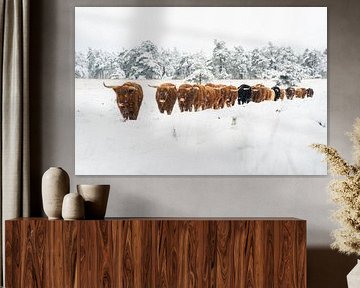 Scottish highlanders brave the snow by Jeffrey Hol