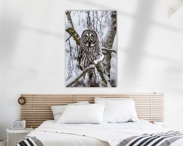 The Lapland owl by Marieke Deinum