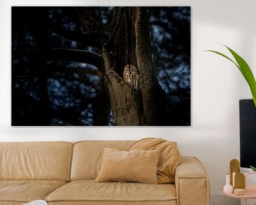 Sleeping Tawny Owl in old tree by Nico  Calandra