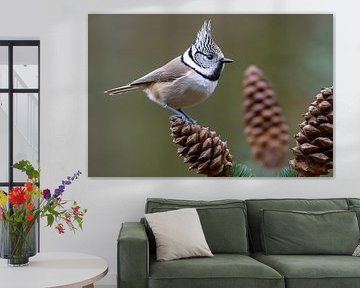 Crested Tit (Lophophanes cristatus)