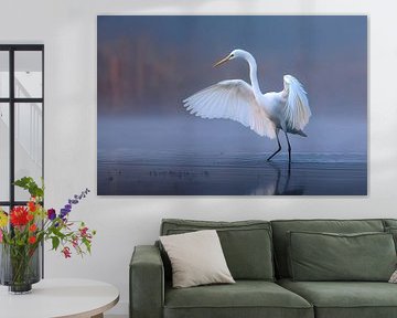 Little Egret (Egretta garzetta)