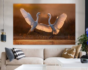 Two little egrets arguing (Egretta garzetta)