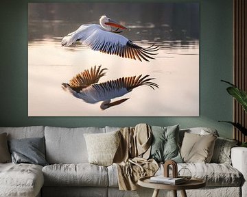 Dalmatian pelican (Pelecanus crispus)