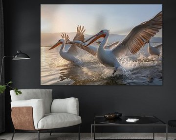 Dalmatian pelicans landing on the lake (Pelecanus crispus) by Christian Müringer