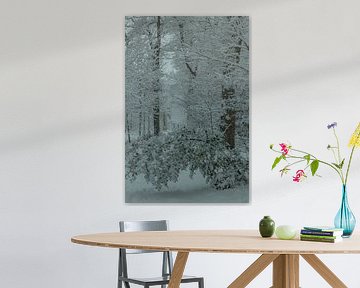 Winter, snow in the Wilgenhof of Beetsterzwaag Opsterland Friesland