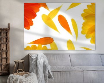 Yellow and orange gerbera's (3) by André Blom Fotografie Utrecht