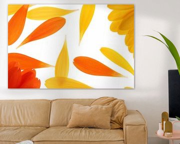 Yellow and orange gerbera's (1) by André Blom Fotografie Utrecht