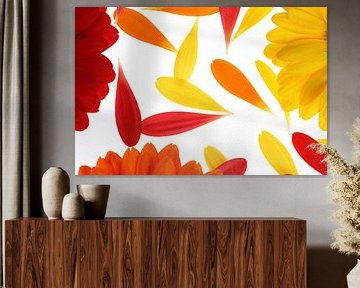 Yellow, red and orange gerbera's (3) by André Blom Fotografie Utrecht