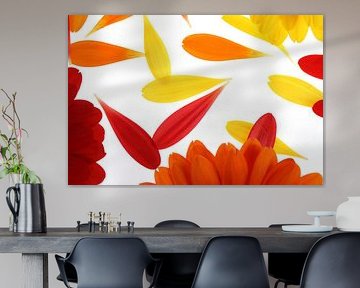 Yellow, red and orange gerbera's (2) by André Blom Fotografie Utrecht