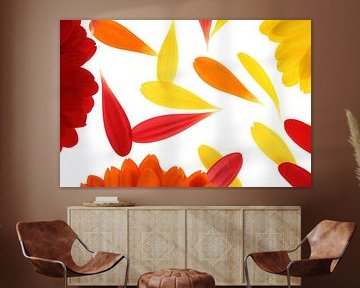 Yellow, red and orange gerbera's (1) by André Blom Fotografie Utrecht