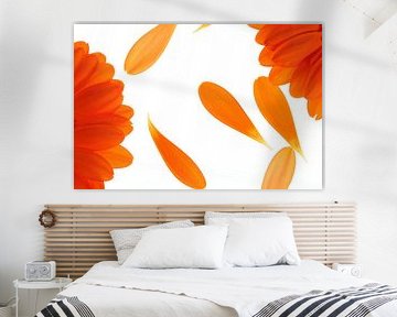 Orangene Gerbera's (1)