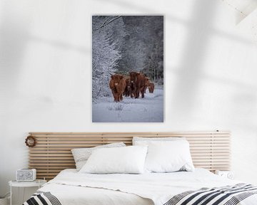 Herd of Scottish Highlanders out for a walk by Ans Bastiaanssen