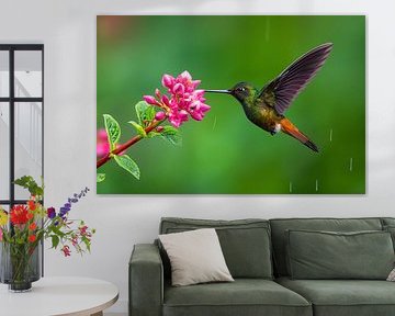 Brown-tailed amaranth (Amazilia tzacatl)