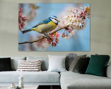 Blue tit (Cyanistes caeruleus)