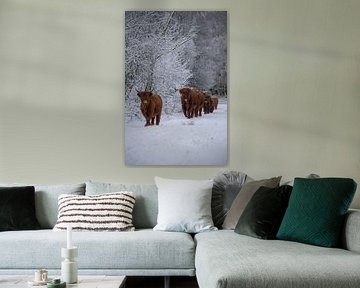 Herd of Scottish Highlanders out for a walk by Ans Bastiaanssen