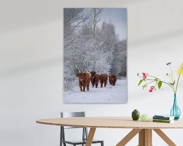 Scottish Highlanders on a walk... by Ans Bastiaanssen