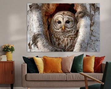 Tawny owl (Strix aluco)