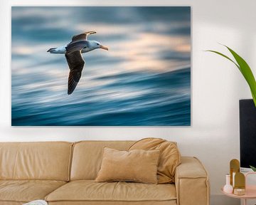 Black-browed albatross (Thalassarche melanophris)