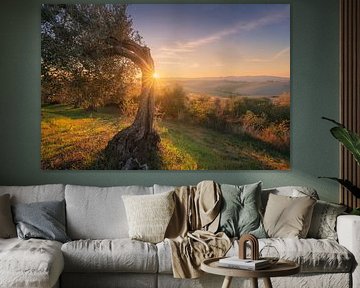 Ancient Twisted Olive Tree at Sunset in Tuscany by Stefano Orazzini