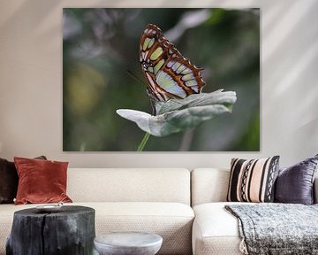 Malachite butterfly by Matthias Brix