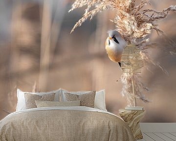 Bearded reedling on waving reed plume in soft light by Alex Pansier