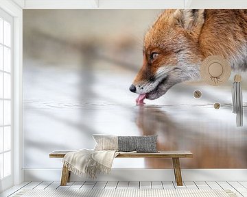 Thirsty fox on the waterfront with reflection by Alex Pansier