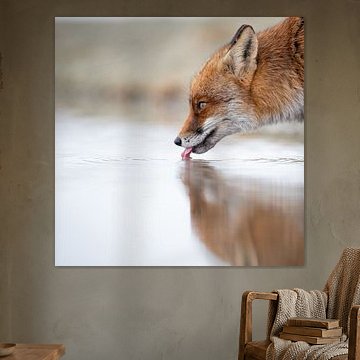 Dorstige vos aan de waterkant met spiegeling van Alex Pansier