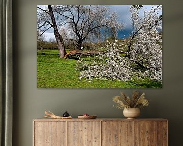 La poésie printanière du pommier sur Silva Wischeropp