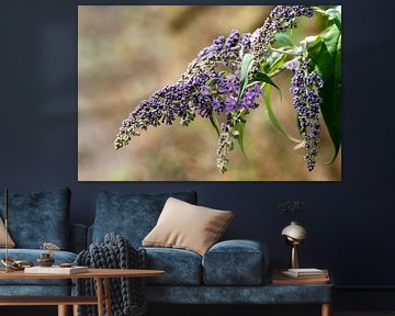 Explosion von Pastellfarben: Ein botanisches Stillleben