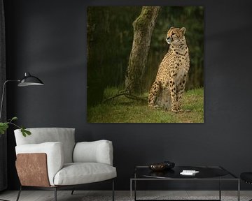 Sheeta by Frank Smedts