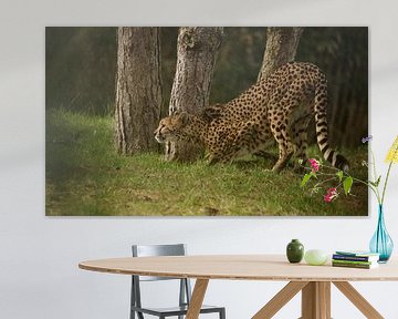 Cheeta von Frank Smedts