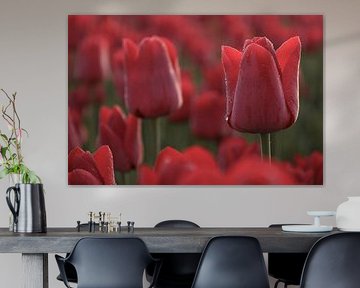 Soft Red by Eefje John