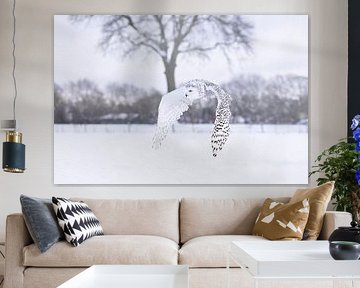 flying snowy owl above the snow by Ina Hendriks-Schaafsma