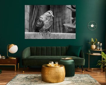 Die südamerikanische Inka-Taube - Exotisches Federmuster