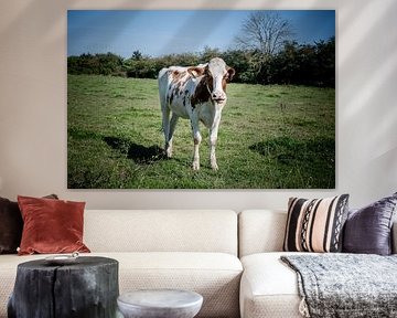 Limburger Kuriosität: Porträt einer Kuh