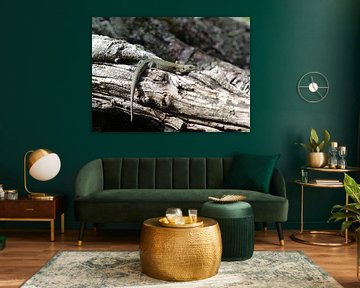 Lézard vivipare sur Matthias Brix