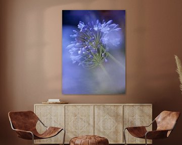 Agapanthus von Ruud Laurens