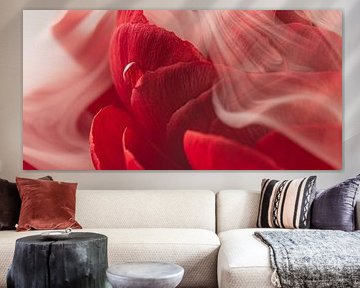 Panorama of a white veil of smoke over a red Ranunculus by Marjolijn van den Berg